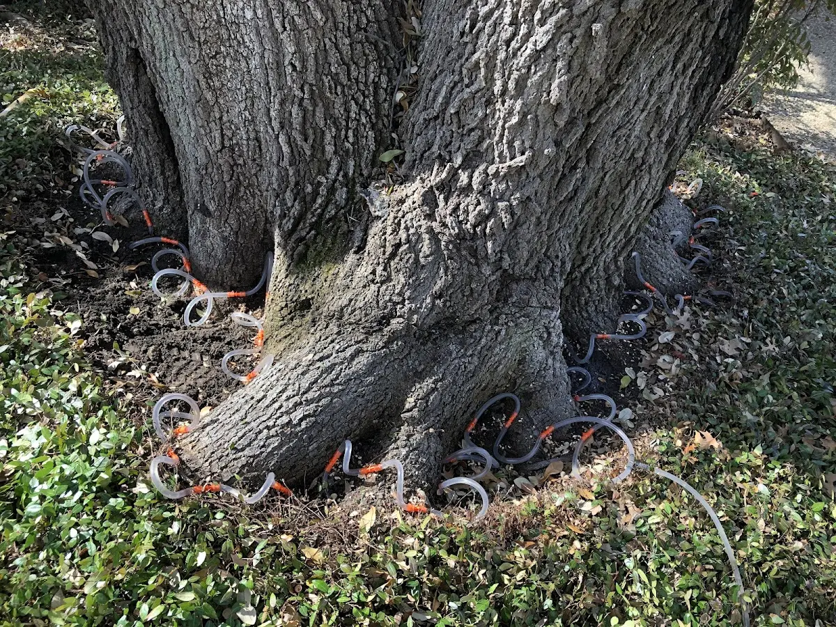 Detailed Tree Cabling and Bracing job site in Fort Mc Kavett