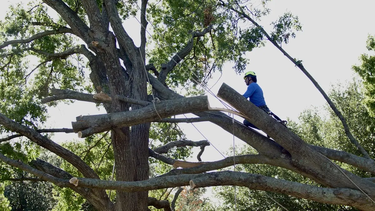 Professional Hazardous Tree Removal performed by certified arborists in Fort Mc Kavett
