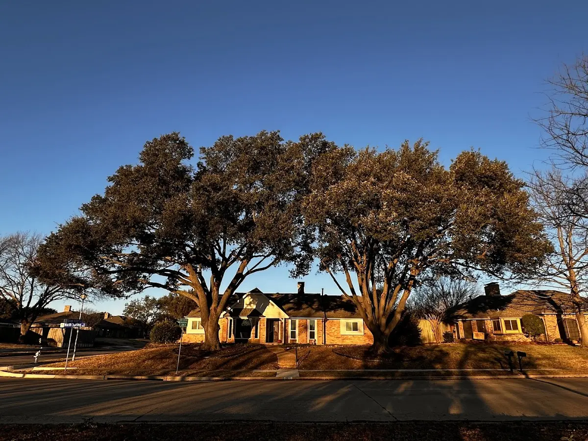 Established residential canopy tree shading a home in Fort Mc Kavett