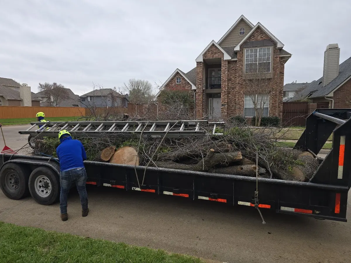 Expert Tree Removal with proper safety equipment in Fort Mc Kavett